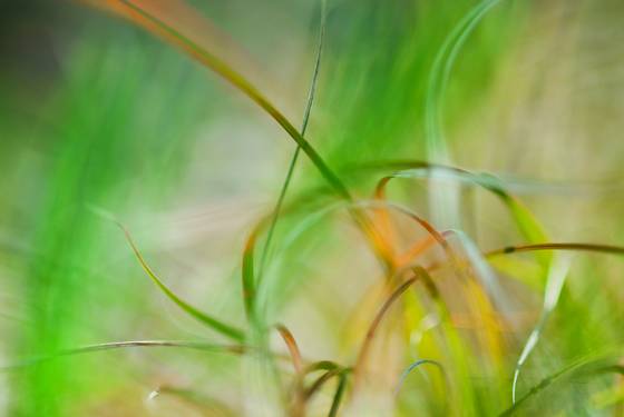 Lexicon_of_a_grass_9