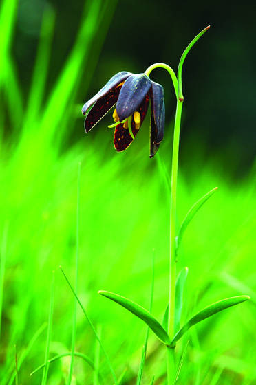 Chocolate_lily
