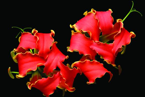 Orchids_on_fire