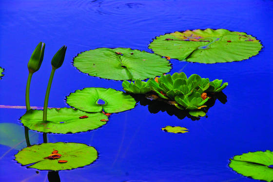 Serenity