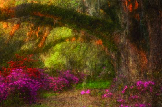 Oak_lane