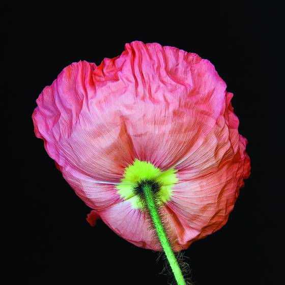 Poppy_in_a_box