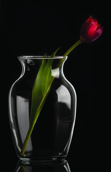 The_red_tulip
