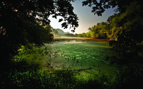 Swamp