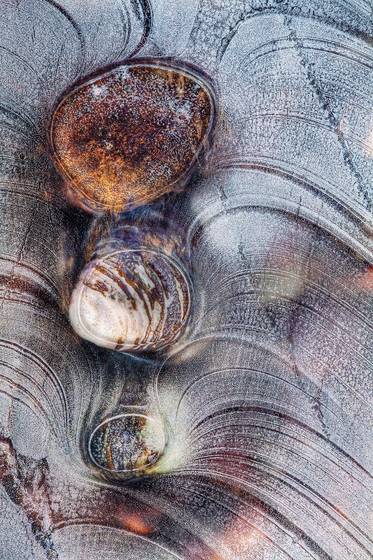 Two_shells_and_a_rock
