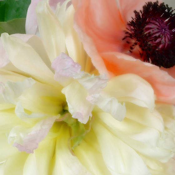 Peony_poppy