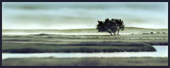 Windswept
