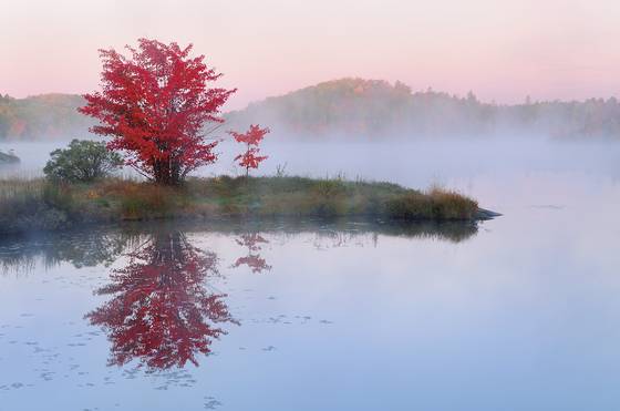 Red_maple