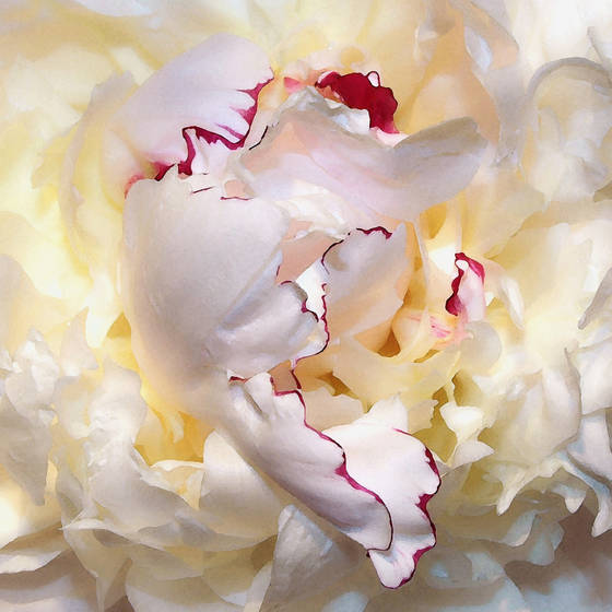 Perfect_peony