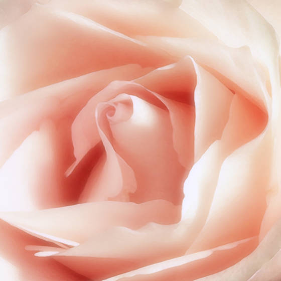Rose_iv