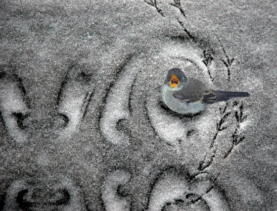 Bird_2