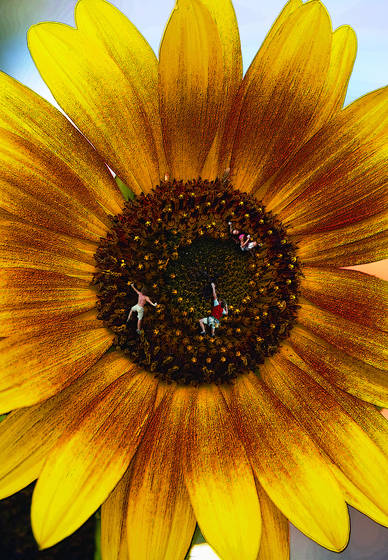 Climbing_sunflowers