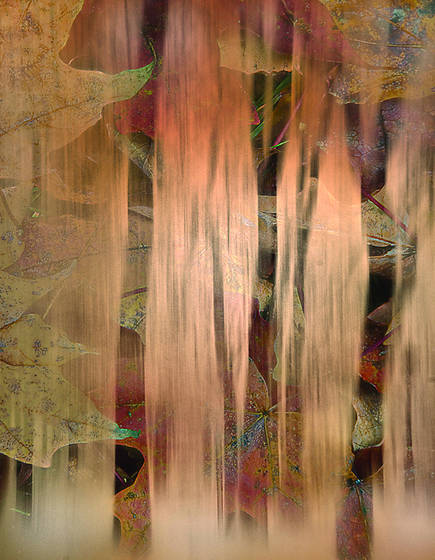 Exposure_fusion_-_leaves_trees