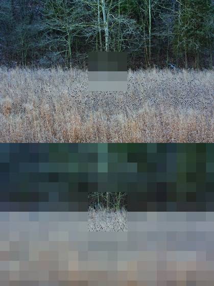 Pasture_1