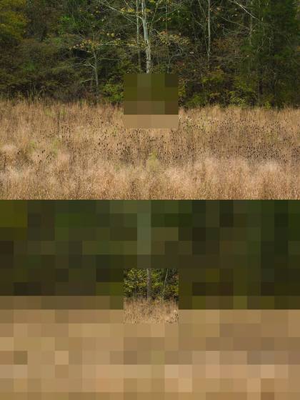Pasture_11