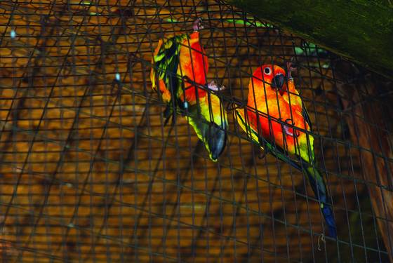 Sun_conures