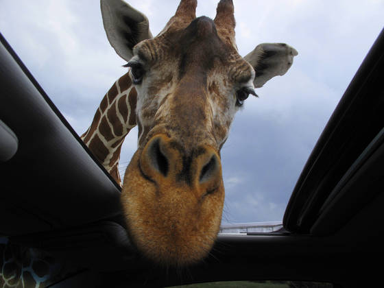 Hungry_giraffe