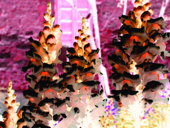 Alamo_flowers