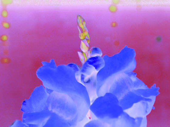 Blue_flower