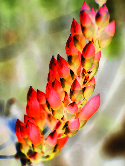 Ocotillo_in_coral