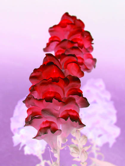 Red_flower