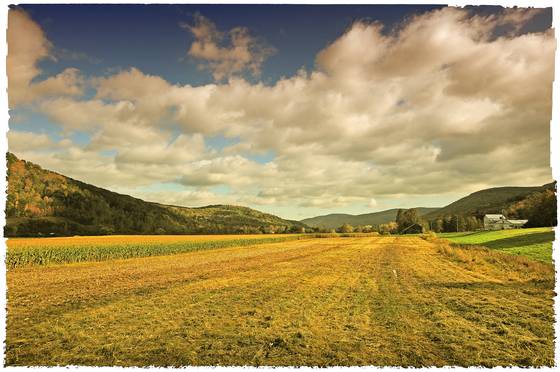 Roxbury_autumn_field
