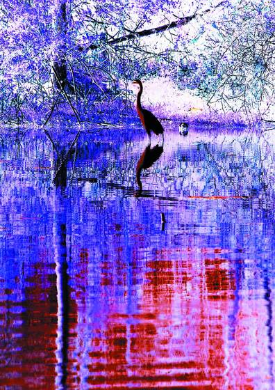 Egret