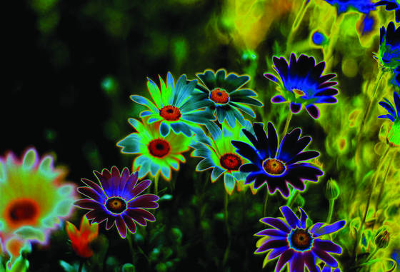 Dark_daisies