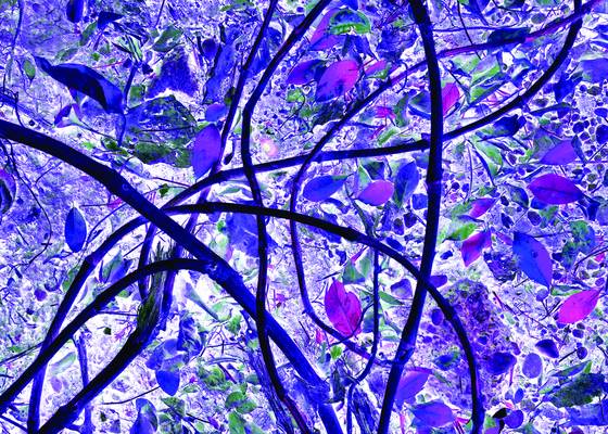 Tangle