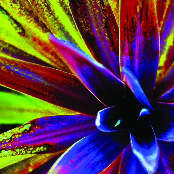 Abstract_yucca