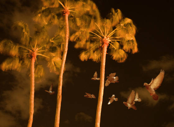 Palms