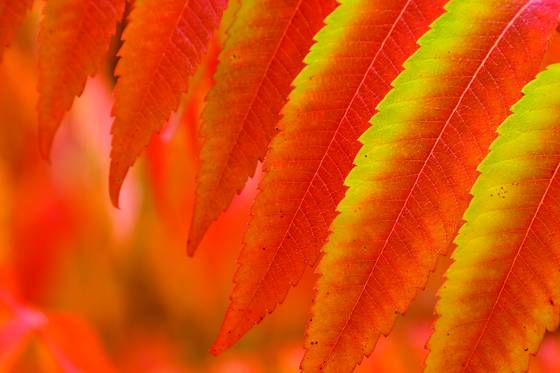 Autumn_leaves
