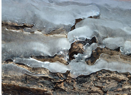 Ice_bark_i
