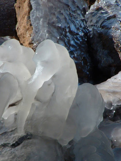 Ice_birds