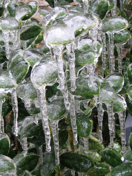 Ice_leaves
