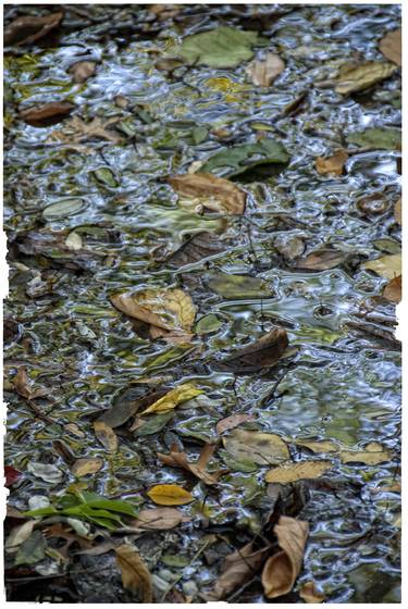 Autumn_leaves