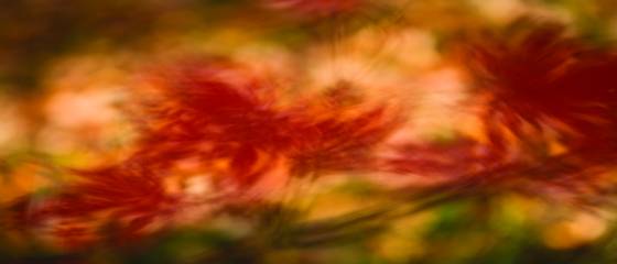 Japanese_maple