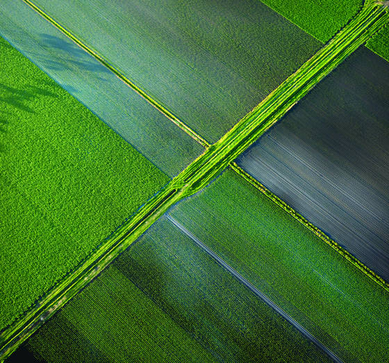 Albany_fields