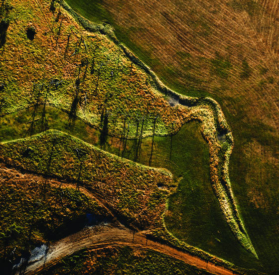 Bird_on_the_land