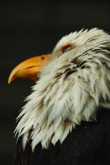 Bald_eagle
