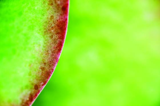 Flora_09-89