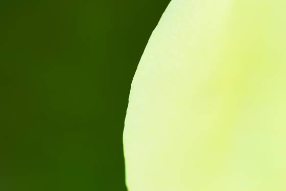 Flora-385
