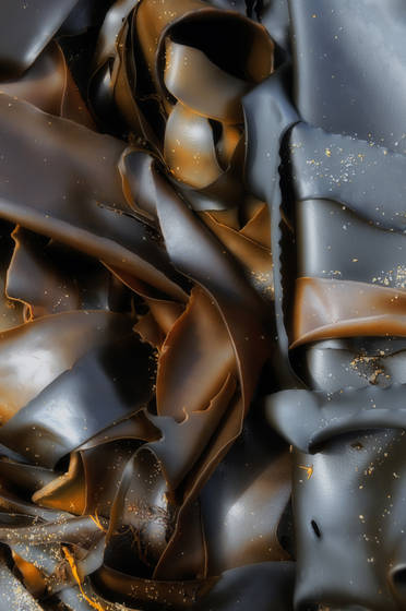 Kelp_1
