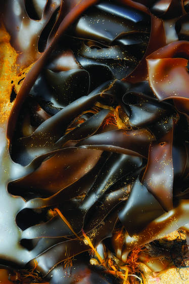 Kelp_2