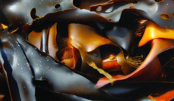 Kelp_3