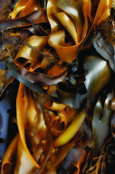 Kelp_5
