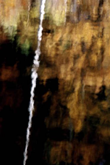 Birch