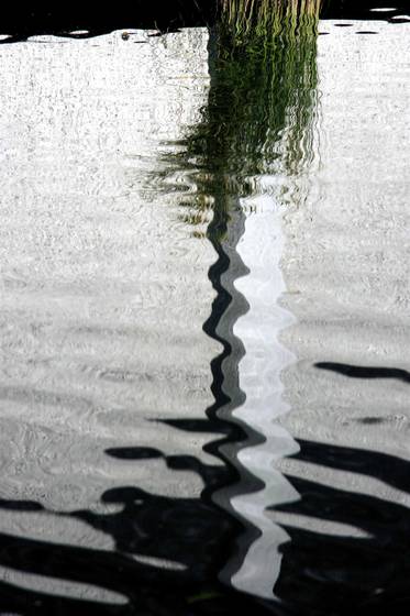 Carp_pool_grass