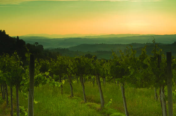 Morning_at_vineyard