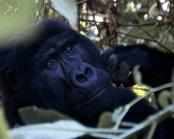 Mountain_gorilla